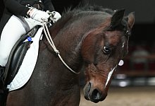 Wenn das Video vom Ritt z&auml;hlt - Foto: Ina Fassbender