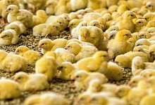 K&uuml;ken - Foto: Jens B&uuml;ttner/zb/dpa