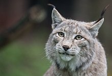 Eurasischer Luchs - Sebastian Gollnow/dpa