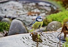 F&uuml;r ein k&uuml;hles Bad bei Hitze - Foto: Ruth Reheuser