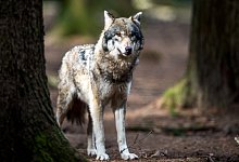 Wolf im Wald - Foto: Alexander Heinl