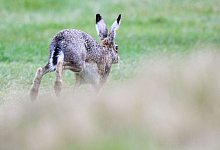 Feldhasen in Niedersachsen - Foto: Julian Stratenschulte/dpa