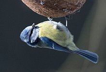 Blaumeise - Foto: Boris Roessler