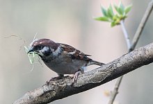 Feldsperling mit Nistmaterial - Andrea Warnecke/dpa-tmn
