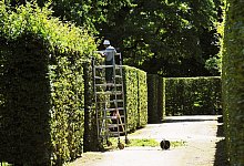 Heckenschnitt - Foto: Matthias Hiekel