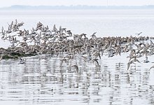 &laquo;Watt f&uuml;r's Ohr&raquo; - Foto: Sina Schuldt/dpa/Archiv