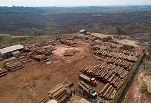 Entwaldung - Foto: Andre Penner/AP/dpa