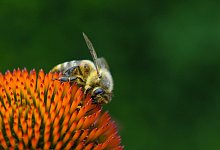 Biene auf einer Bl&uuml;te - Foto: Andrea Warnecke