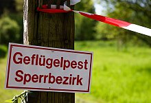 Vogelrippe - Christoph Reichwein/dpa