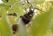 Eichh&ouml;rnchen - Foto: Andrea Warnecke