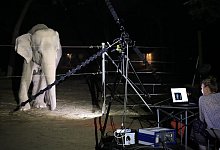 Asiatische Elefanten quietschen mit den Lippen - Foto: Gunnar Heilmann/Universit&auml;t Wien/dpa