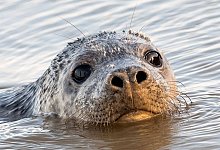 Kegelrobbe - Daniel Bockwoldt/dpa