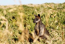 K&auml;ngurus in Australien - Foto: Bernhard Krieger/dpa-tmn