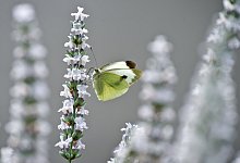 Schmetterling an einer Pflanze - Foto: Andrea Warnecke/dpa-tmn