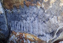 Tausendf&uuml;&szlig;er - Foto: Neil Davies/PA Media/dpa