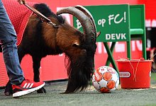 1. FC Köln - RB Leipzig - Marius Becker/dpa