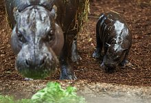 Nachwuchs bei den Zwergflusspferden im Duisburger Zoo - Christoph Reichwein/dpa