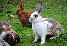 Freiluftsaison startet - Foto: Jennifer Jahns