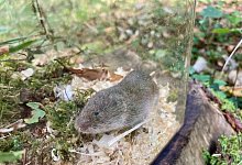 Bayerische Kurzohrmaus - David Stille/Bayerisches Landesamt f&uuml;r Umwelt/dpa