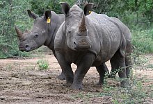 Nash&ouml;rner - picture alliance / Kristin Palitza/dpa