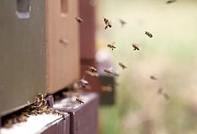 Bienen am Bienenstock - Foto: picture alliance / Roland Weihrauch/dpa