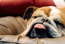 Demenz bei Hunden - Foto: Klaus-Dietmar Gabbert/dpa