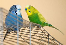 Gesundes Essen f&uuml;r Wellensittiche - Foto: Andrea Warnecke