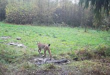 Luchs-Nachweis im Sauerland - -/Landesamt f&uuml;r Natur, Umwelt und Klima NRW/dpa