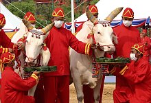 Pflugzeremonie in Thailand - Worapong Charoenpol/Matichon Newspaper Pool/AP/dpa