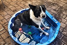 Wird im Tierheim weiter liebevoll versorgt. - Ansgar M&ouml;nter