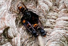 Asiatische Hornisse in NRW - Axel Heimken/dpa