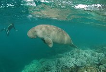 Dugong - Christian Grondin/Xinhua/dpa