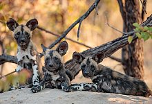 Die Forscher fanden heraus, dass die beobachteten Wildhunde in Botsuana ihren Nachwuchs im Schnitt rund drei Wochen sp&auml;ter bekommen als noch zu Beginn des Untersuchungszeitraums vor 33 Jahren. - Bobby-Jo Vial/University of Washington/dpa
