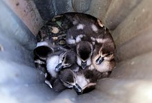 G&auml;nsek&uuml;ken aus Rohr bei Aschaffenburger Schloss befreit - Ralf Hettler/dpa
