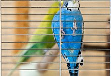 Wellensittich im K&auml;fig - Foto: Andrea Warnecke