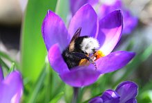 Hummeln in den Garten holen - Karl-Josef Hildenbrand/dpa/dpa-tmn