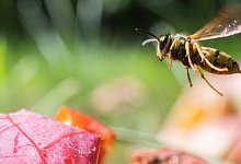 Wespe - Foto: Julian Stratenschulte/dpa