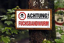 Warnung vor Fuchsbandwurm - Foto: Frank M&auml;chler