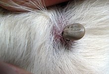 Blutsauger im Hundefell - Foto: Franz-Peter Tschauner