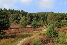 Senne - Martin D&uuml;sterberg