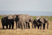 Elefanten stehen im Ruaha-Nationalpark. - Kristin Palitza/dpa