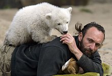 Eisbar Knut - picture alliance / dpa