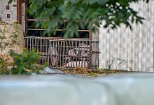 Schweinepest - Foto: Toni Lehder/dpa