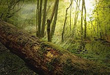 Ein Wanderer entdeckte den Kahlschlag zuf&auml;llig. - Symbolfoto