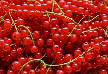 Johannisbeeren - Patrick Pleul/dpa/dpa-tmn