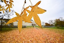Herbstlaub - Bernd Weißbrod/dpa
