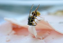 Wespenzeit - Foto: Jens Kalaene