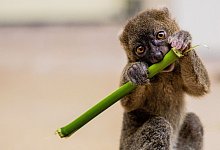 Nachwuchs bei den Bambuslemuren - Foto: Rolf Vennenbernd/dpa
