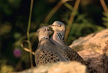 Turteltaube - Foto: Ralf Thierfelder/NABU/dpa