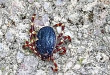 Zecke - Susanne Mengelberg/Privat/dpa